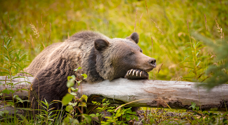 Kanada Alberta Banff Natinalpark Grizzly Foto iStock bgsmith